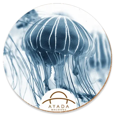 Round - Imprint Now - NZ