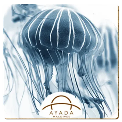 Square - Imprint Now - NZ