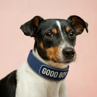 Pet Harness - Imprint Now - NZ