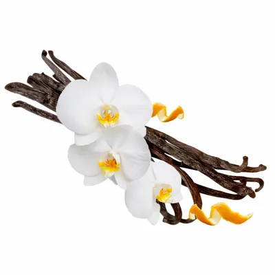 Vanilla - Imprint Now - NZ