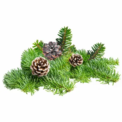 Pine - Imprint Now - NZ