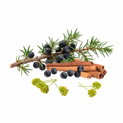Juniper Berry - Imprint Now - NZ