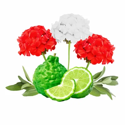 Cedar & Geranium - Imprint Now - NZ