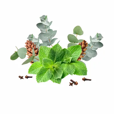 Eucalyptus & Mint - Imprint Now - NZ